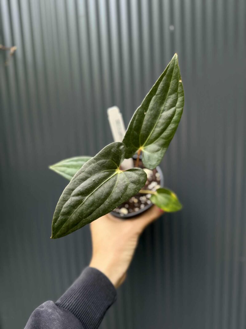 Anthurium Jungle Dreams x Papillilaminum