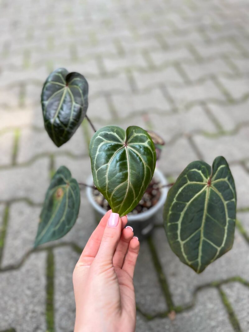 Dockblock Anthurium Michelle® ’11’ x Red Velvet Cake® ’24’
