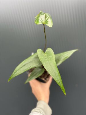 Anthurium Nigrolaminum × Anthurium papillilaminum