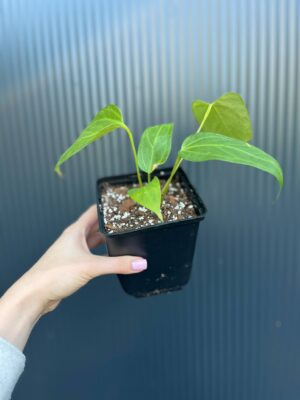 Anthurium Yasumi Heart (anth. magnificum x anth. moronense)