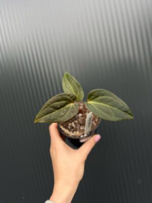 Anthurium Cuyabeno Soul x Anthurium Papillilaminum 