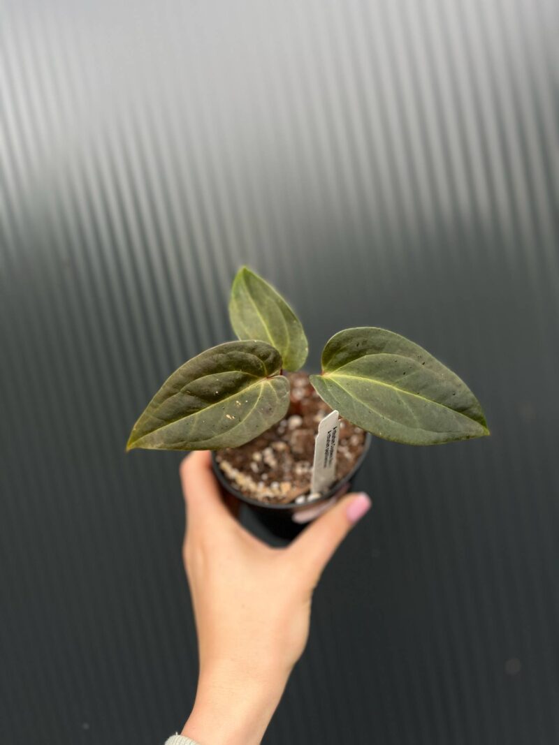 Anthurium Cuyabeno Soul x Anthurium Papillilaminum 