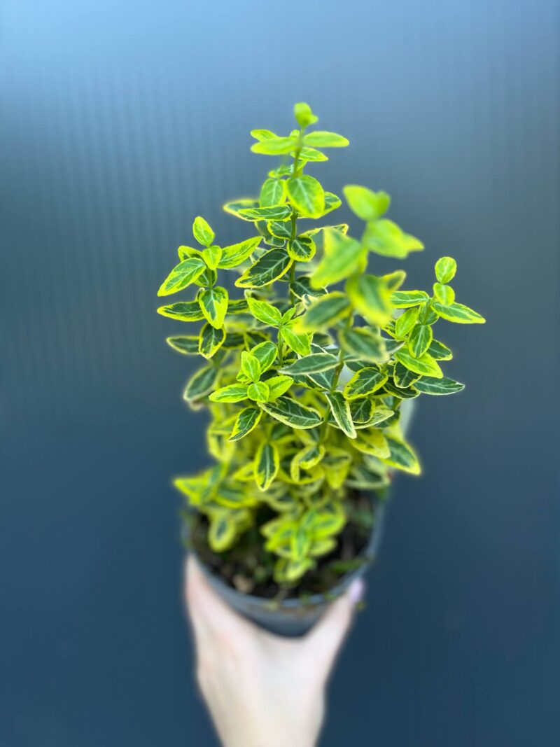Trzmielina Fortune’a ‘Emerald ‘n’ Gold’ Euonymus fortunei Trzmielina Fortune’a ‘Emerald ‘n’ Gold’ Euonymus fortunei