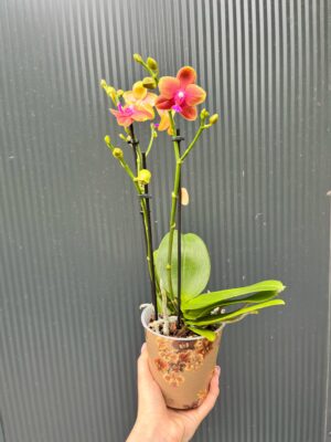 Phalaenopsis Bolgheri | Storczyk Pachnący