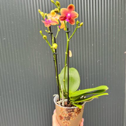 Phalaenopsis Bolgheri | Storczyk Pachnący