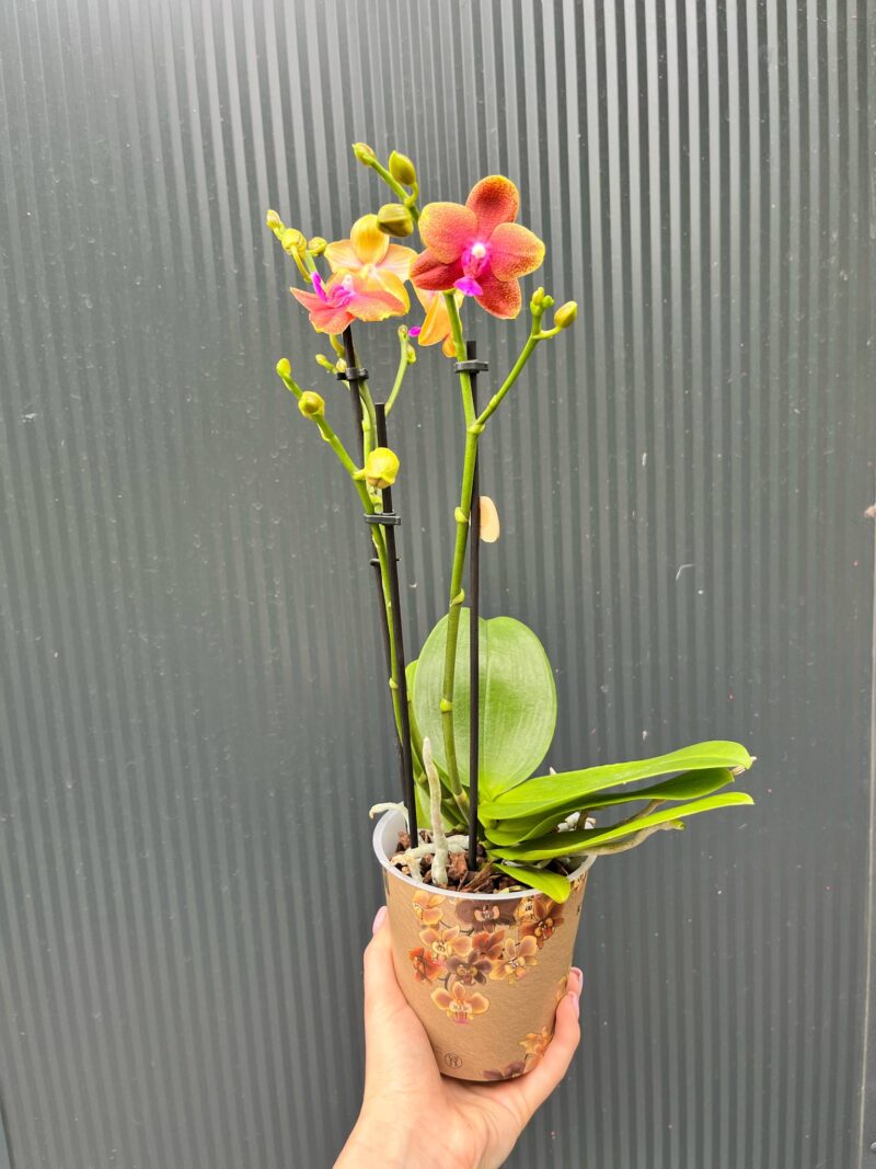 Phalaenopsis Bolgheri | Storczyk Pachnący