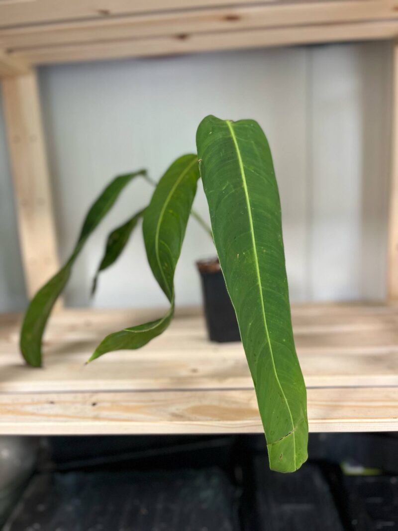 Philodendron Patriciae