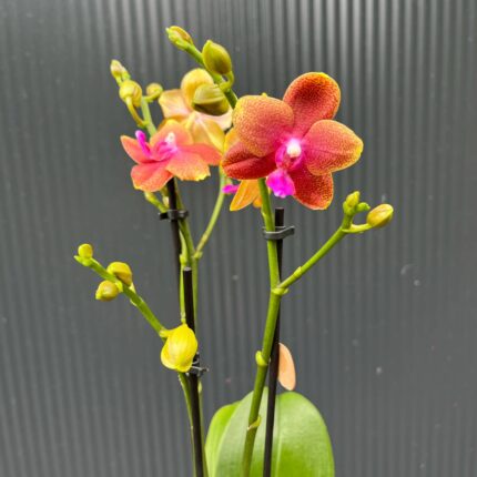Phalaenopsis Bolgheri | Storczyk Pachnący