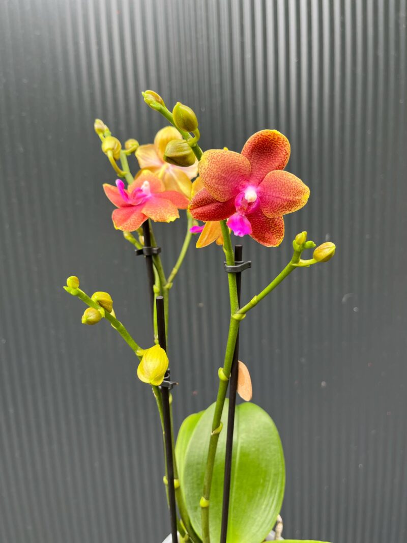 Phalaenopsis Bolgheri | Storczyk Pachnący Phalaenopsis Bolgheri | Storczyk Pachnący
