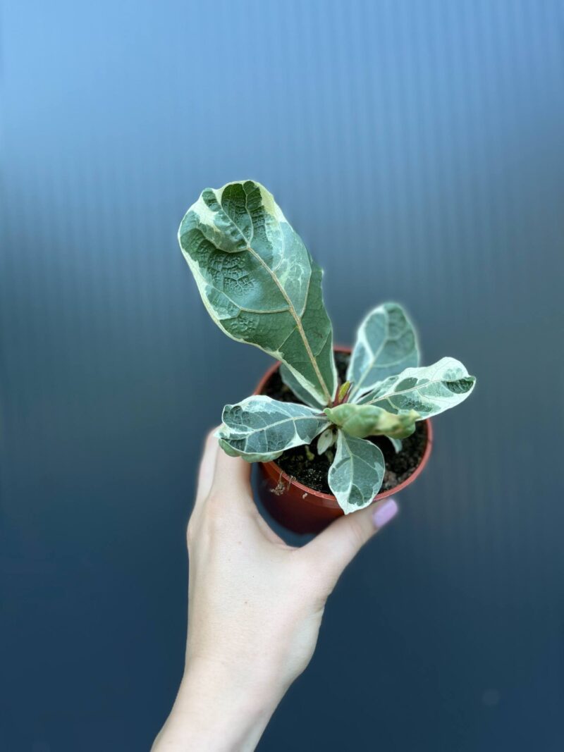 Ficus Lyrata Variegata Ficus Lyrata Variegata