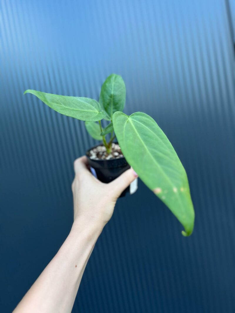 Anthurium Hibrido