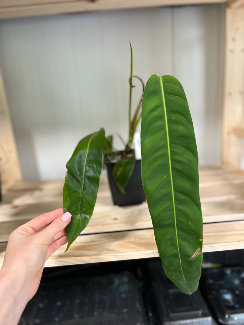 Philodendron Patriciae