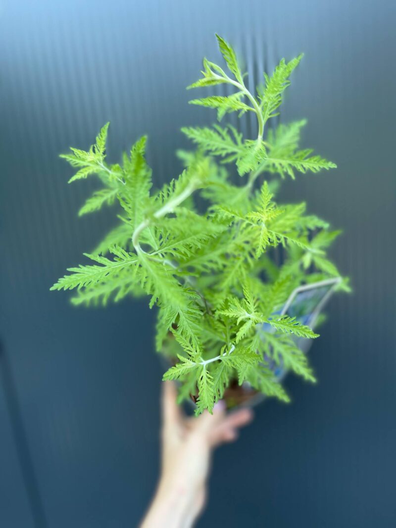 Perovskia atriplicifolia ‘Blue Spire’ – Szałwia rosyjska ‘Blue Spire’