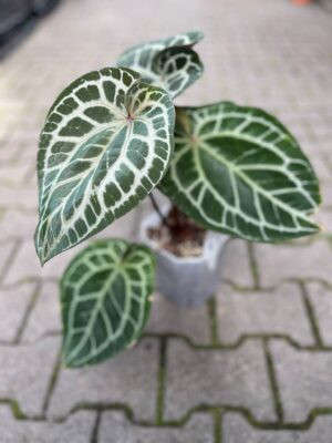 Dockblock Anthurium Michelle®