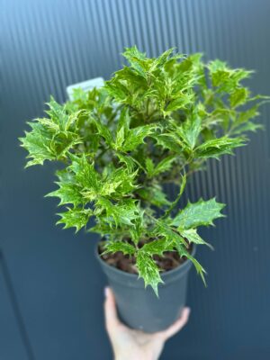 Osmanthus heterophyllus ‘Goshiki’
