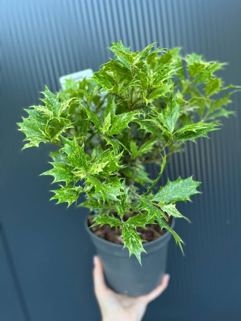 Osmanthus heterophyllus ‘Goshiki’