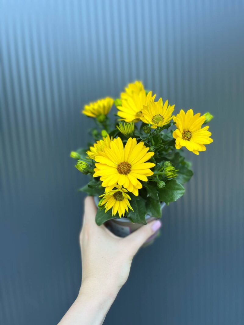 Osteospermum – Stokrotka afrykańska