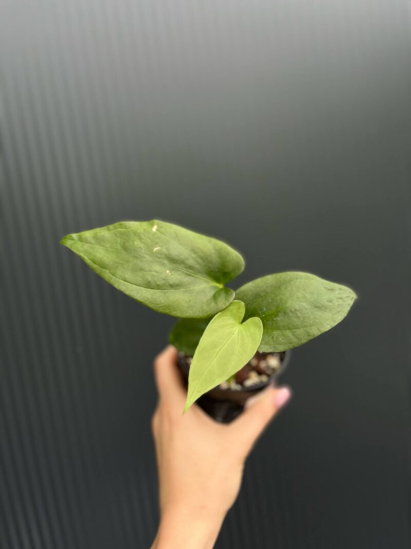 Anthurium Andean Moon x Giganteum Verde Anthurium Andean Moon x Giganteum Verde