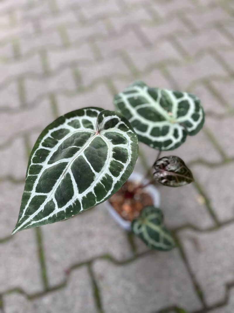 Dockblock Anthurium Michelle® ’11’ x Michelle® ‘1’ Dockblock Anthurium Michelle® ’11’ x Michelle® ‘1’