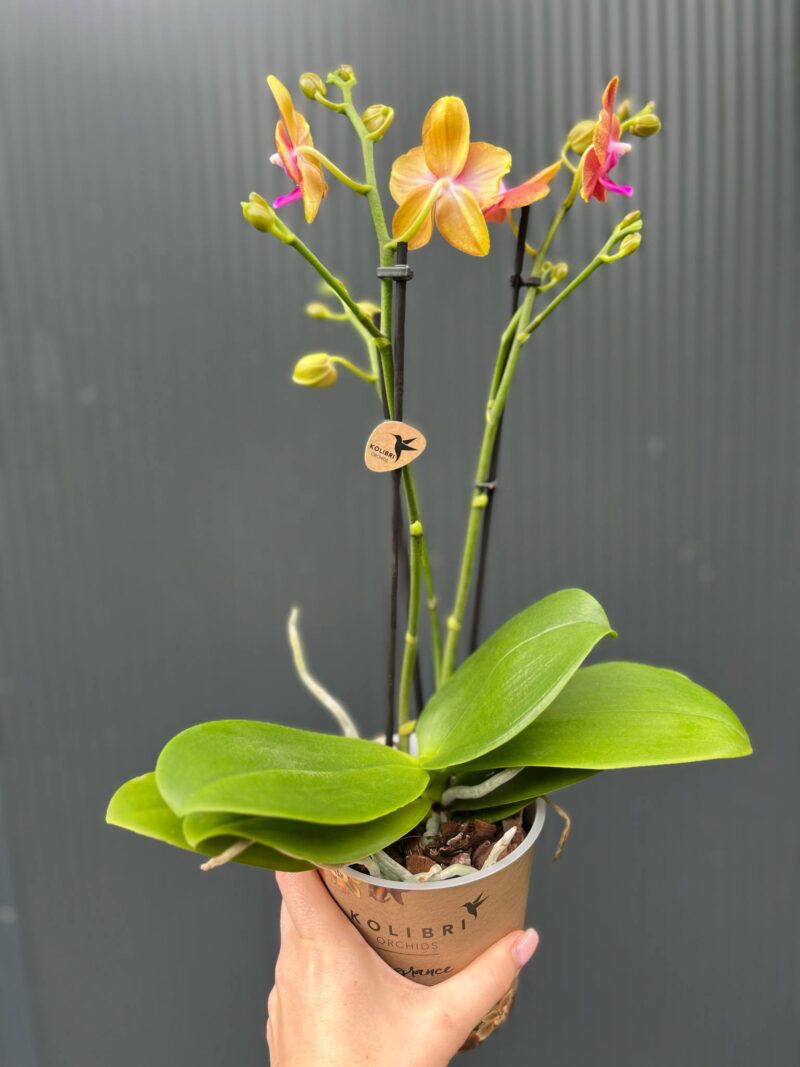 Phalaenopsis Bolgheri | Storczyk Pachnący