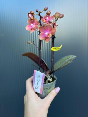 Phalaenopsis Aromio Amber | storczyk pachnący