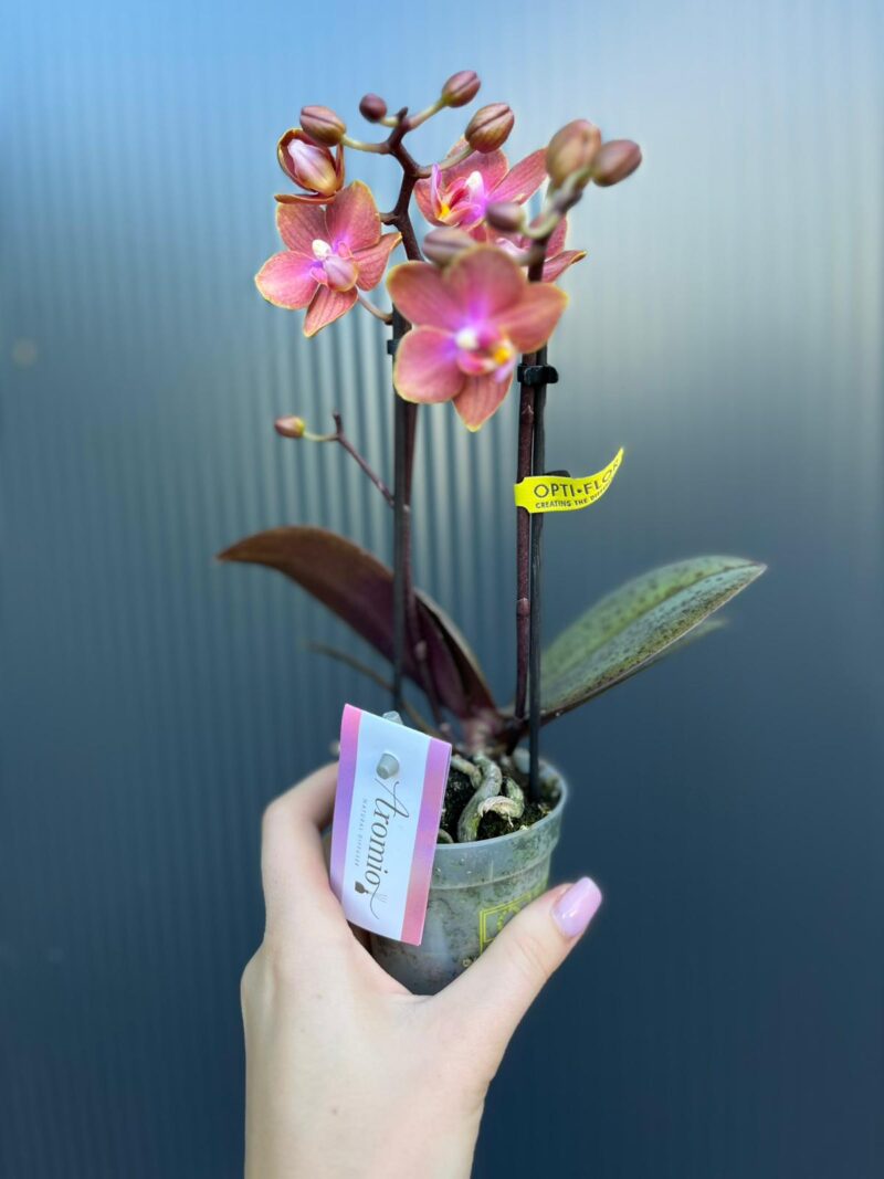 Phalaenopsis Aromio Amber | storczyk pachnący