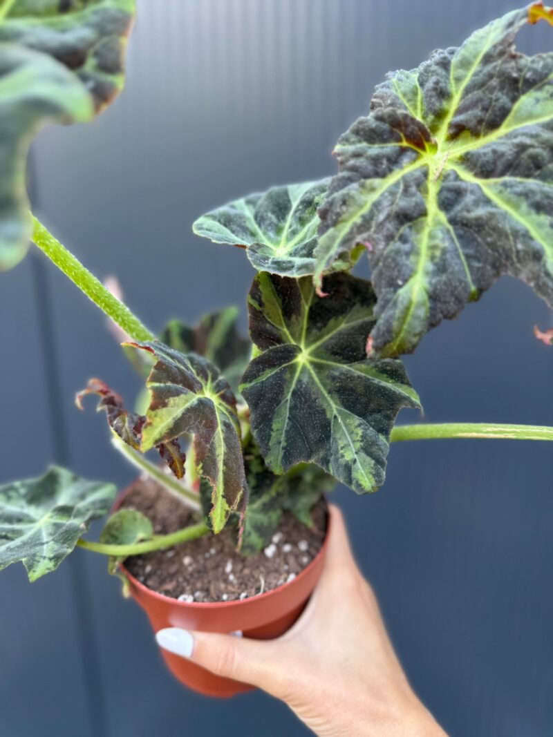 Begonia Gun Metal