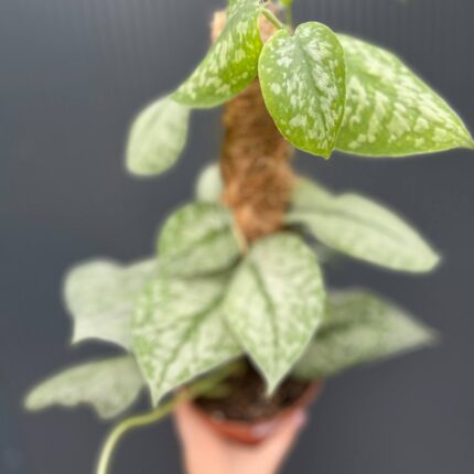 Scindapsus Silver Splash
