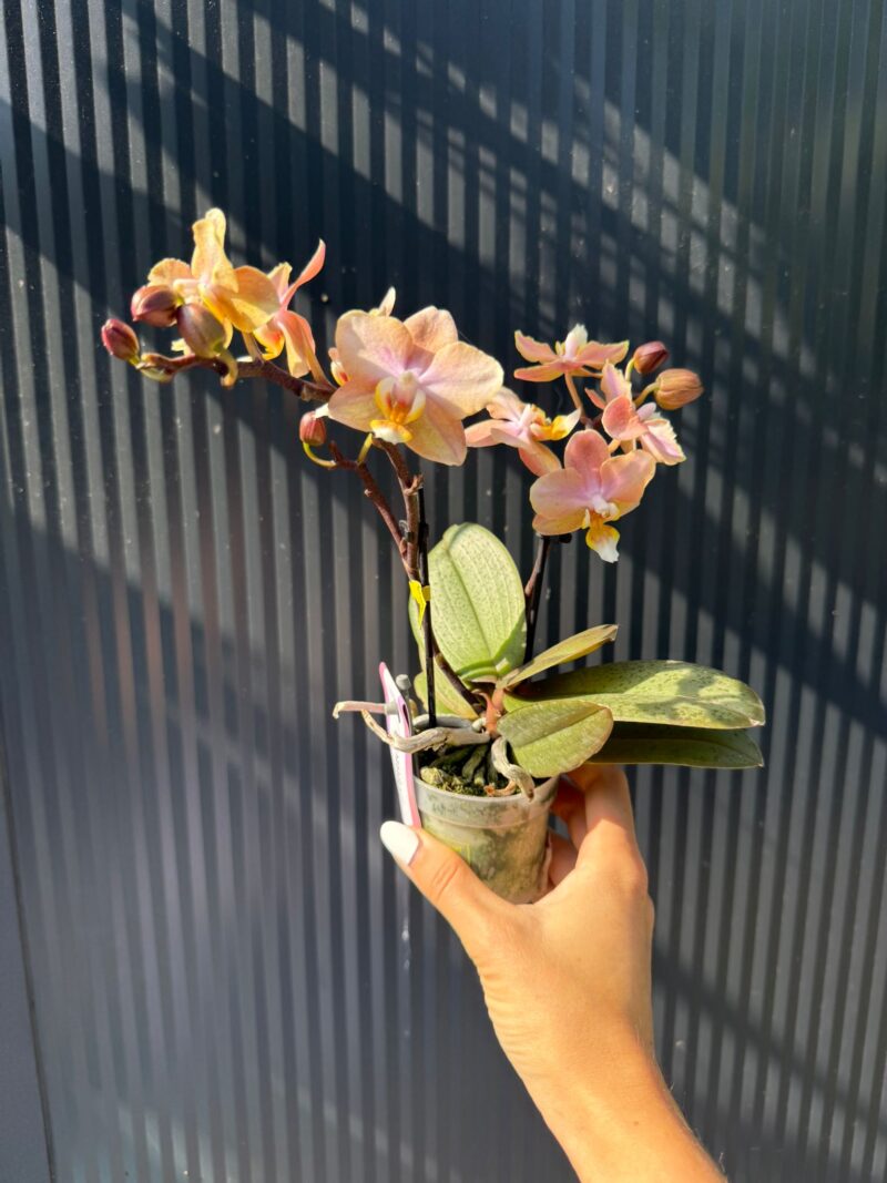 Phalaenopsis Aromio Honey | Stroczyk pachnący