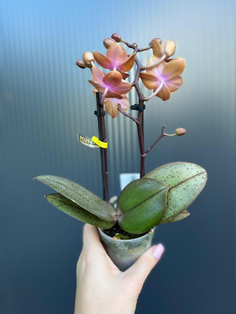 Phalaenopsis Aromio Amber | storczyk pachnący