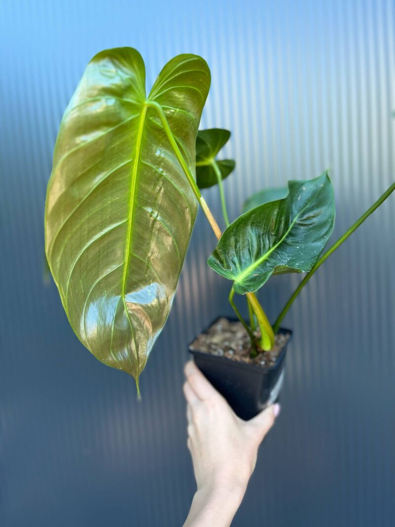 Philodendron Esmeraldas Narrow