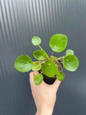 Pilea peperomiowata – Pieniążek