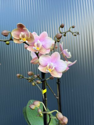 Phalaenopsis Aromio Oriental | Storczyk pachnący