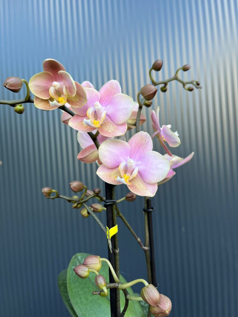 Phalaenopsis Aromio Oriental | Storczyk pachnący