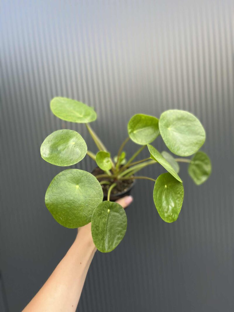 Pilea peperomiowata – Pieniążek