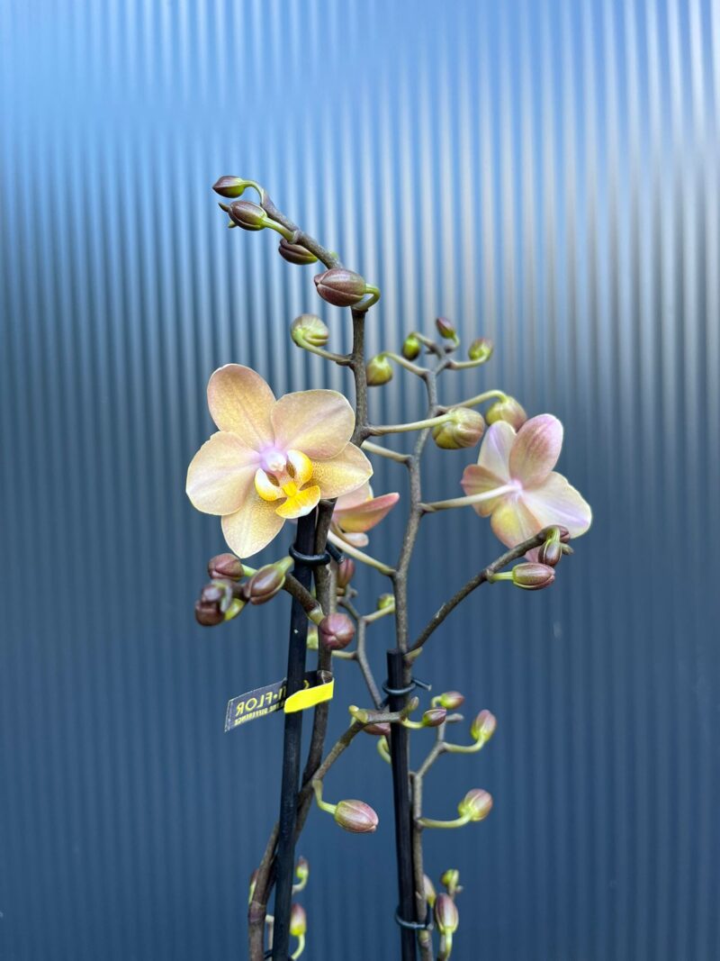 Phalaenopsis Aromio Fresh l Storczyk Pachnący
