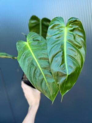 Philodendron Esmeraldas Narrow