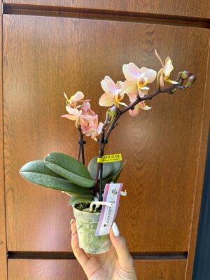 Phalaenopsis Aromio Honey | Stroczyk pachnący