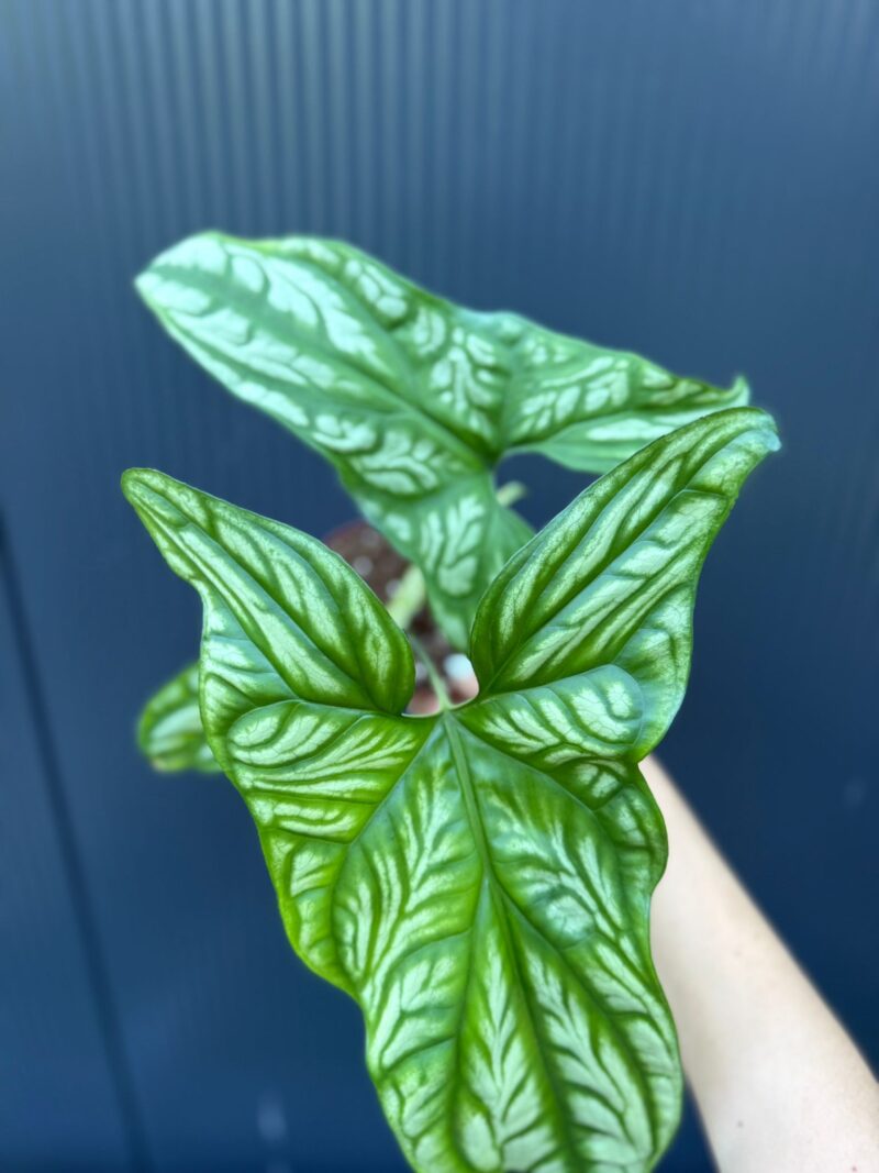 Cercestis mirabilis