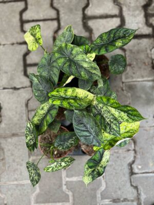 Alocasia Dragon Scale Variegata Mint