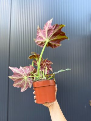 Begonia Gun Metal