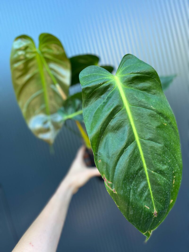 Philodendron Esmeraldas Narrow