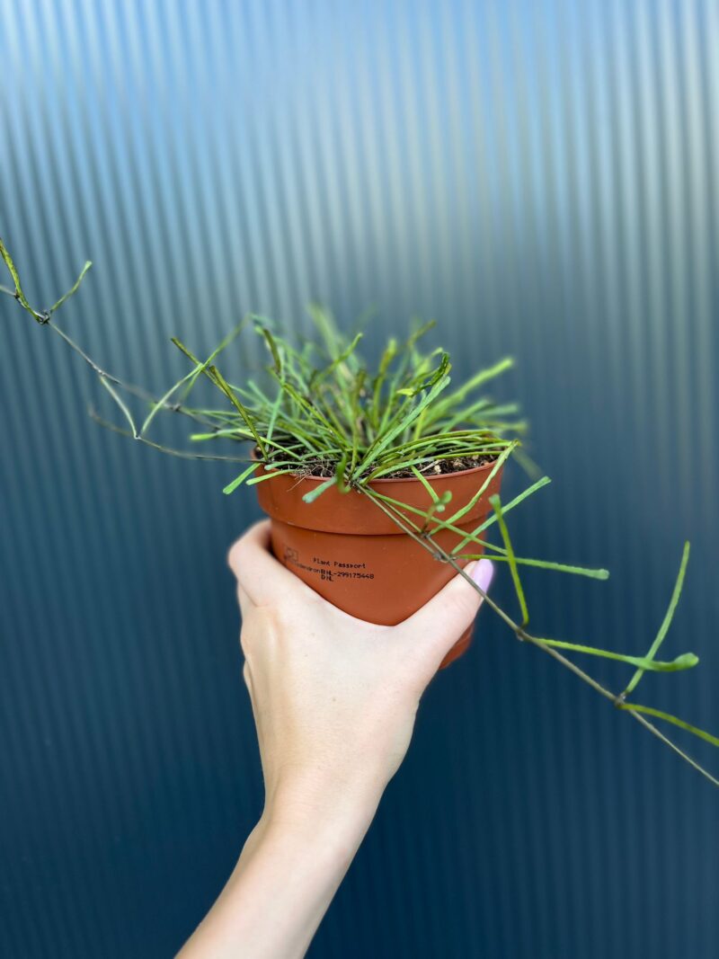 Hoya Retusa | Hoja