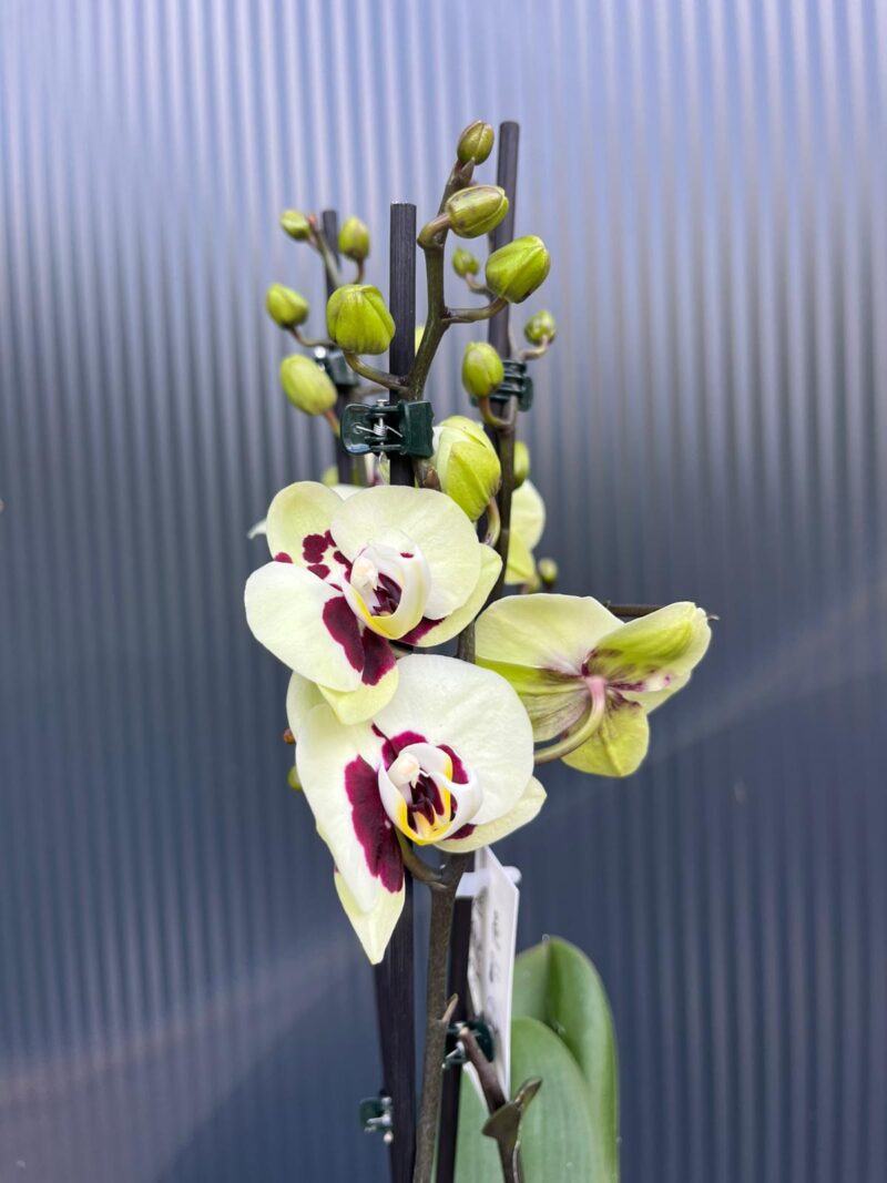 phalaenopsis deep secret | Storczyk phalaenopsis deep secret | Storczyk
