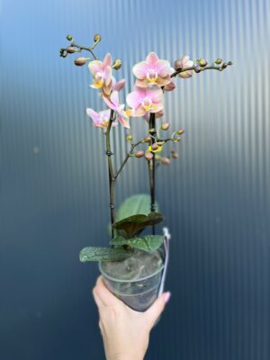 Phalaenopsis Aromio Oriental | Storczyk pachnący