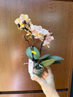 Phalaenopsis Aromio Honey | Stroczyk pachnący