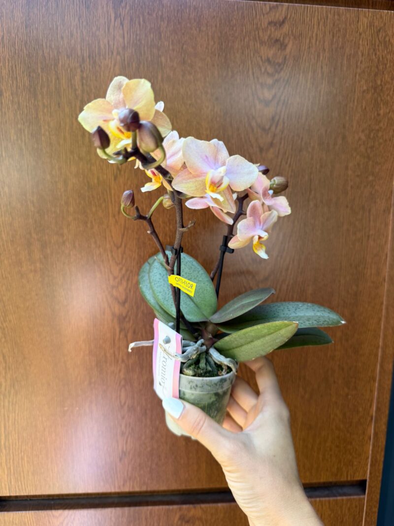 Phalaenopsis Aromio Honey | Stroczyk pachnący