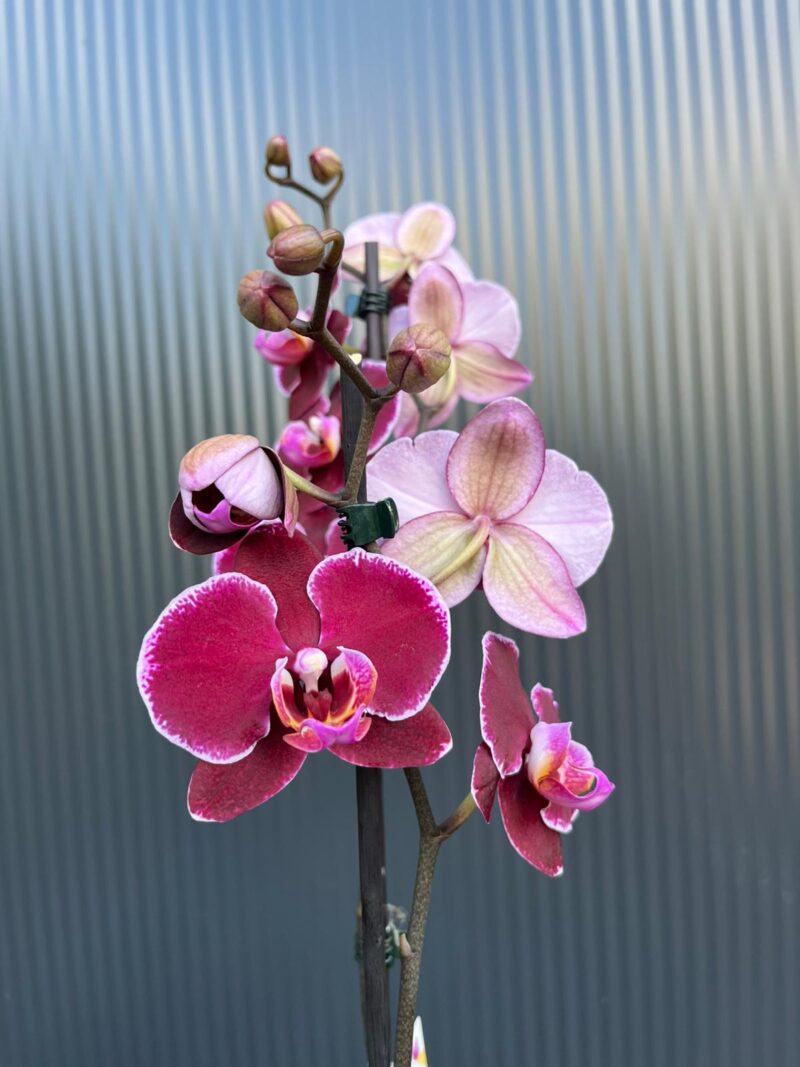 Phalaenopsis Elegant Debora | Storczyk Phalaenopsis Elegant Debora | Storczyk