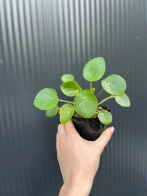 Pilea peperomiowata – Pieniążek