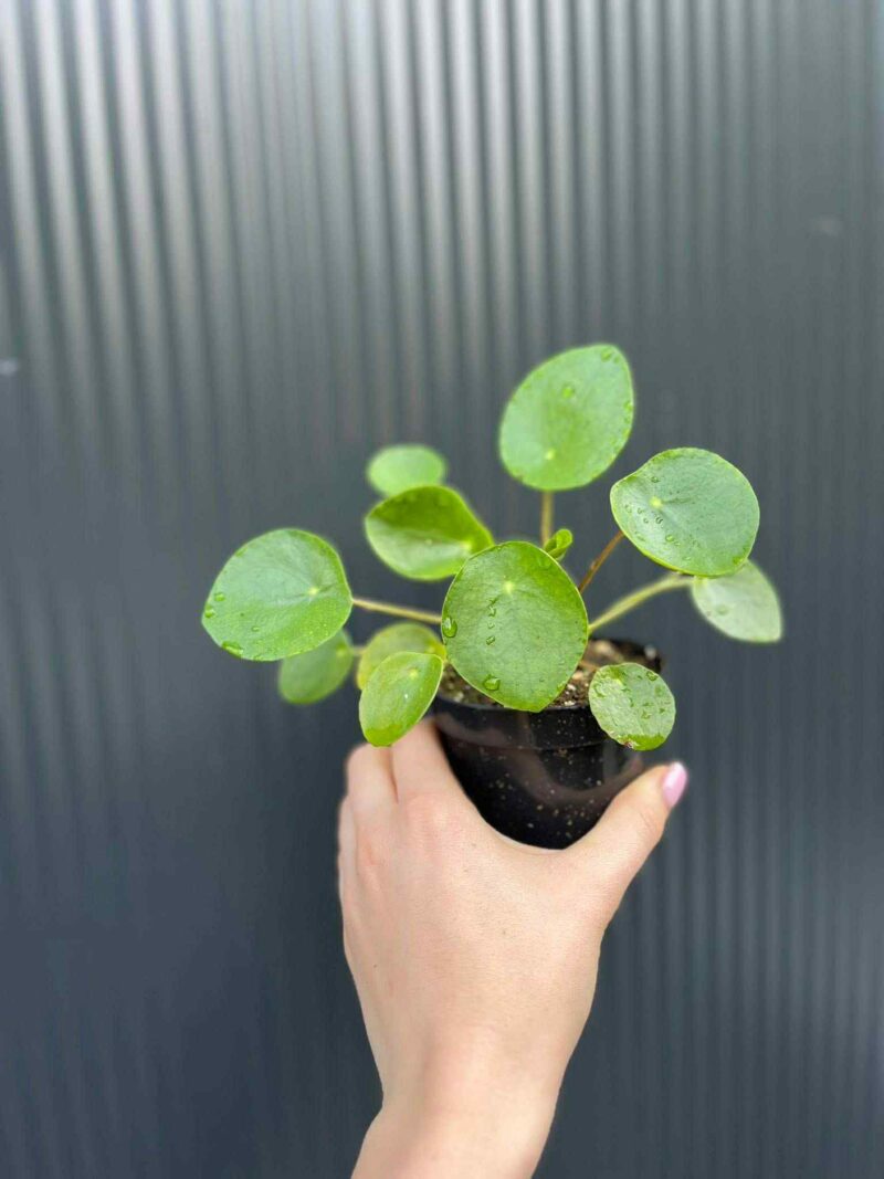 Pilea peperomiowata – Pieniążek